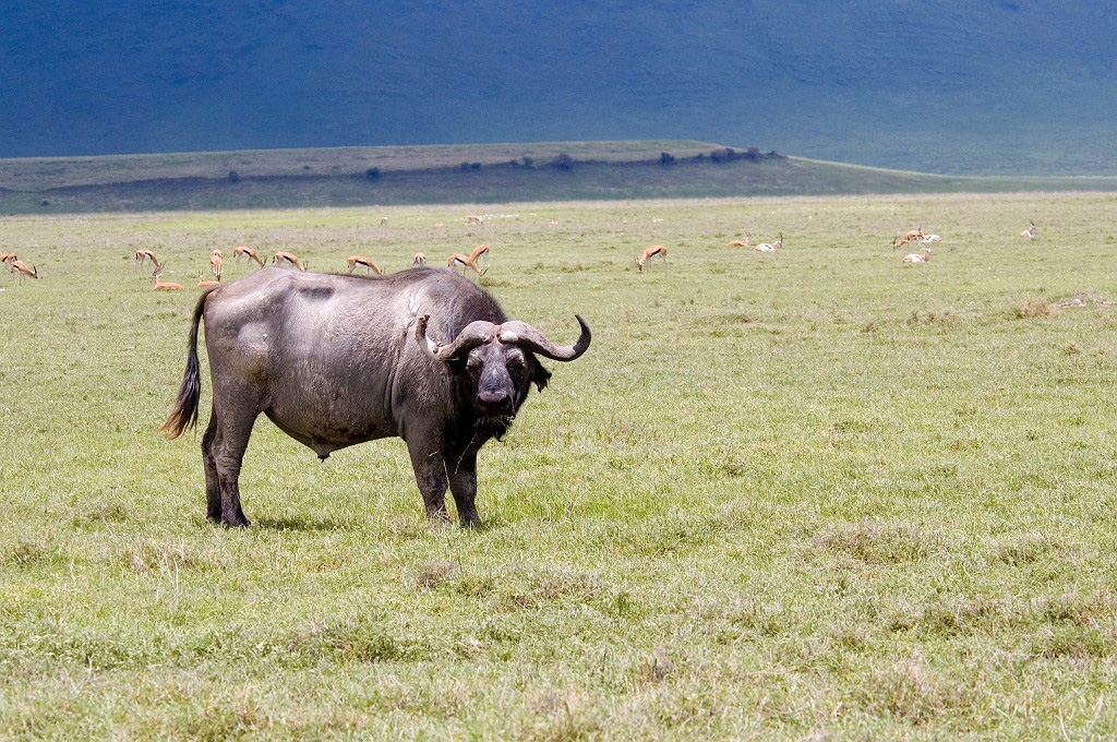 Ngorongoro buffalo01.jpg - African Buffalo (Syncerus caffer), Tanzania March 2006